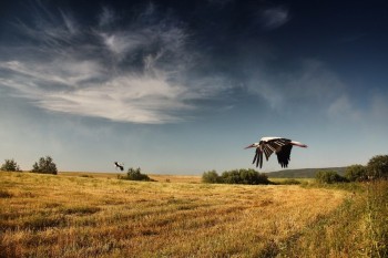 Лелеча сім`я