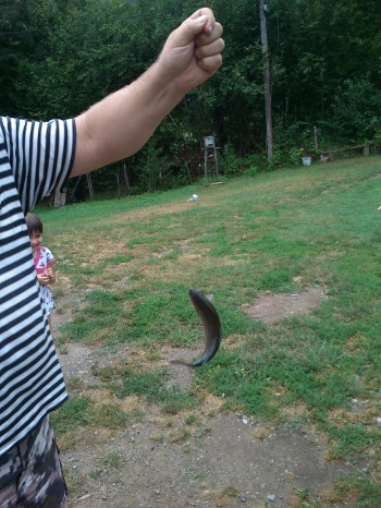 Про вино й форель))