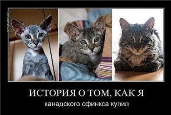 Захотілось мені котяру