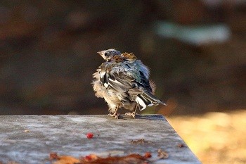 Больная птичка