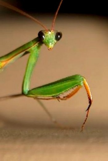 Монолог кузена дитинчати богомола