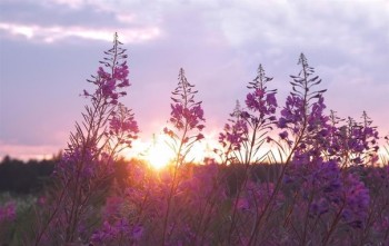 Пелюстки ніжності