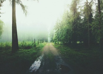 Ліси спраглі твоєї краси