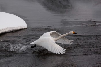 Моя лебідь біла