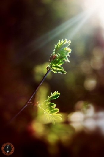 Поля вагітні важкими зернами