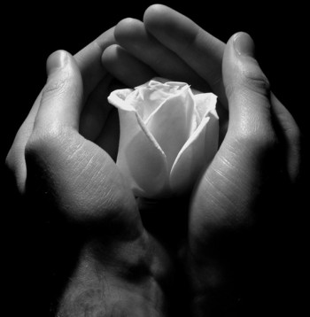 Не просили ліцензії долі