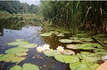 Річка мого дитинства