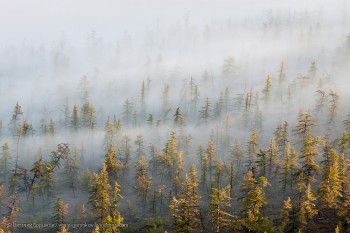 Крізь парості модрини