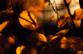 Сум’яття осіннього листя