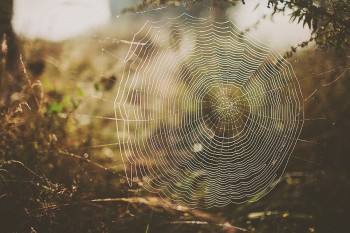 ПІЛОТИ ОСІННІХ ПРЕРІЙ