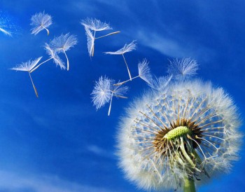 Неуважні пастушки