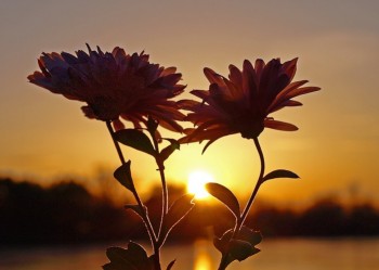 Ніч ласкава млу туманну...