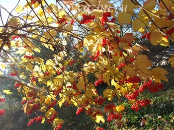 Кораловий слід