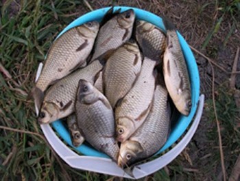 Тарасові карасі