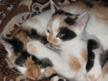 ВОВК І КРОЛИК. На кладовищі домашніх улюбленців