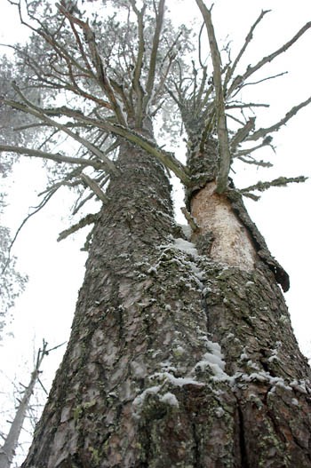 Стогне сосна