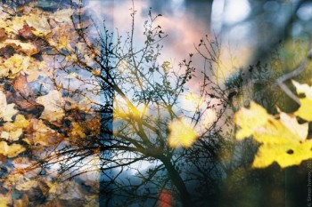 Листопадовий ноктюрн