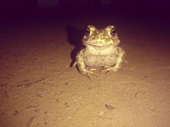 Жабки / в кишенях ночі