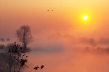 Рожевий сон