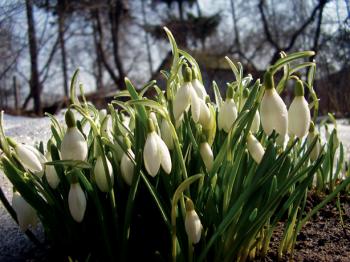 Врятуймо первоцвіти!