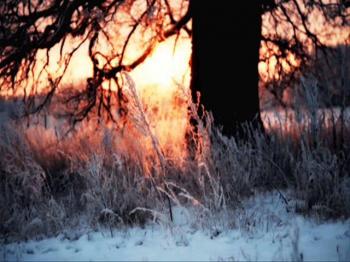 Іній полиновий