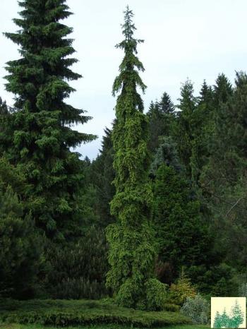 БАЛАДА ПРО НОВОРІЧНУ ЯЛИНКУ