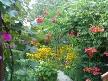 ВІЧНИЙ ПОДИВ