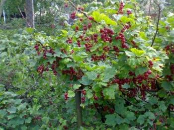 П О Р І Ч К И