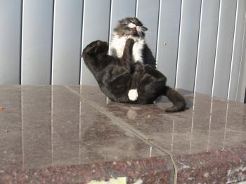 КАТЮЗІ ПО ЗАСЛУЗІ