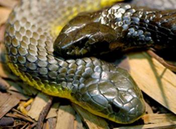 ТИГРОВЫЕ ЗМЕИ