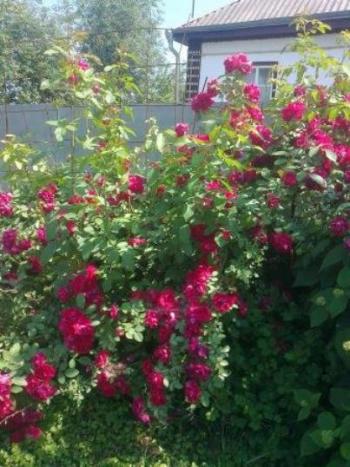 РУТА М’ЯТА