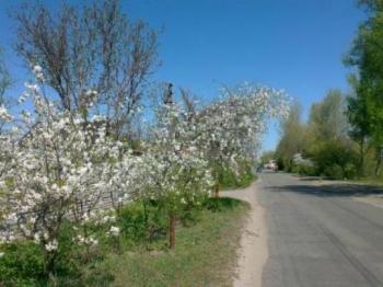 РОЦВІТАЛИ В УКРАЇНІ ВИШНІ