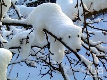 Сніжна зима