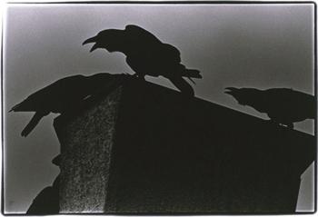 Страшні ворони