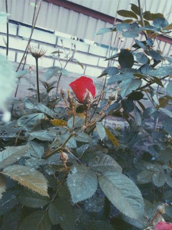 Щастя не проґав,  рідна