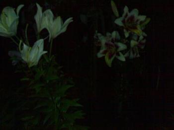 ЧТО ПРОКУ ОТ СВЕТИЛЬНИКА