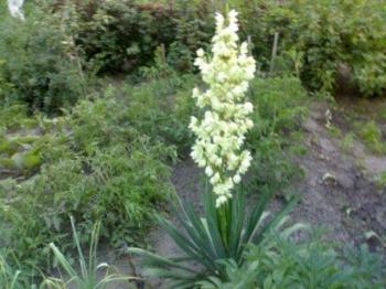 АБИ БАЖАЛОСЬ ВІКУВАТЬ