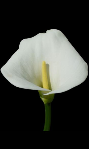 ДЕСЬ КВІТИ НЕСУТЬ