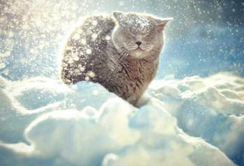 ЗОЛОТІ КУХЛІ