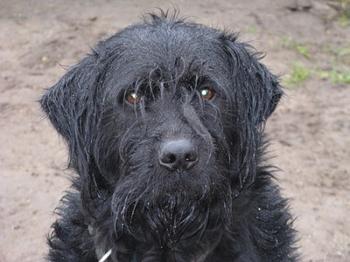 Собача смерть