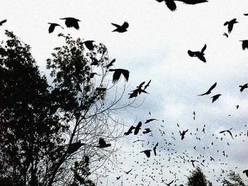 Осіння зима