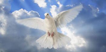 Білий голуб