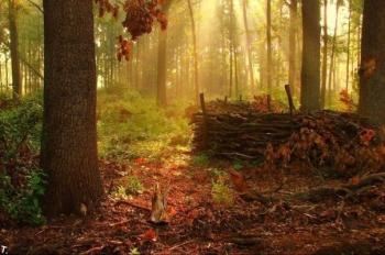 Русокоса осінь