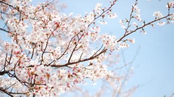 Коли рубали вишеньку на розі