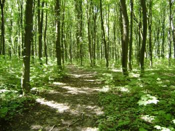 Ліс після людей