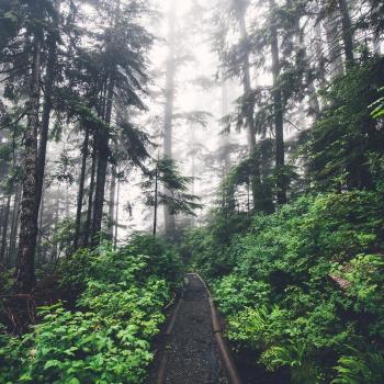 Ліс стоїть неживий