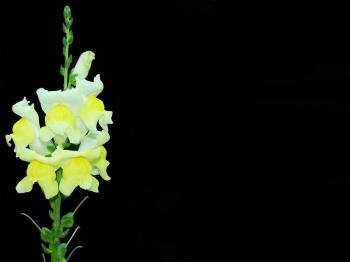 Природний прихисток