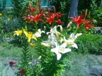 Царица бала