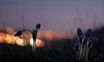 Вечірня незнайомка