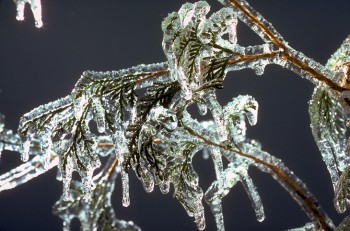 МАРШ ”ПРОЩАННЯ ЗИМИ”